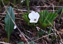 Rubus chamaemorus